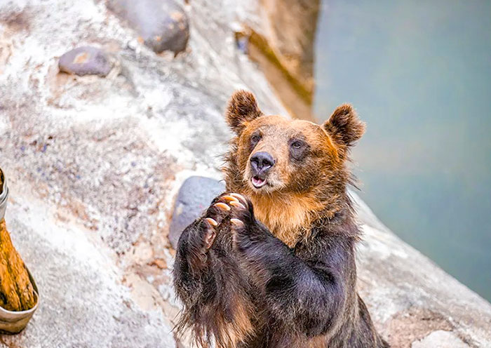 Noboribetsu Bear Park
