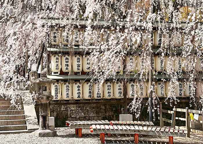 Oishi Jinja Cherry Blossoms