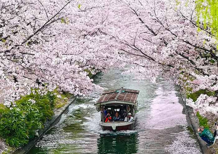 Okazaki Canal Cherry Blossoms