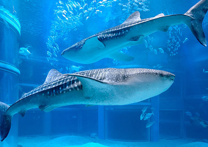 Osaka Aquarium Kaiyukan, Japan