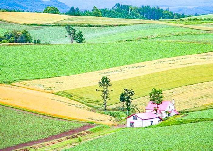 Patchwork Road, Biei