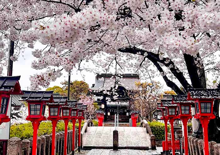 Philosopher's Path Cherry Blossoms