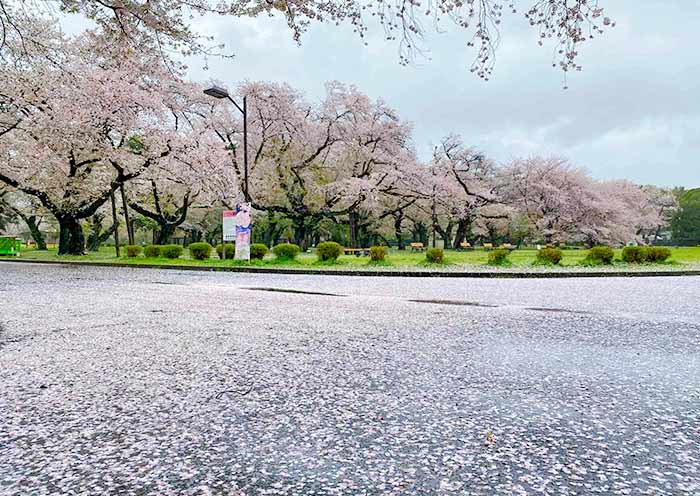 Philosopher's Path Cherry Blossoms