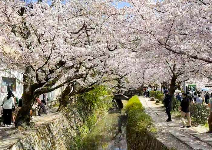 Philosopher's Path Cherry Blossoms