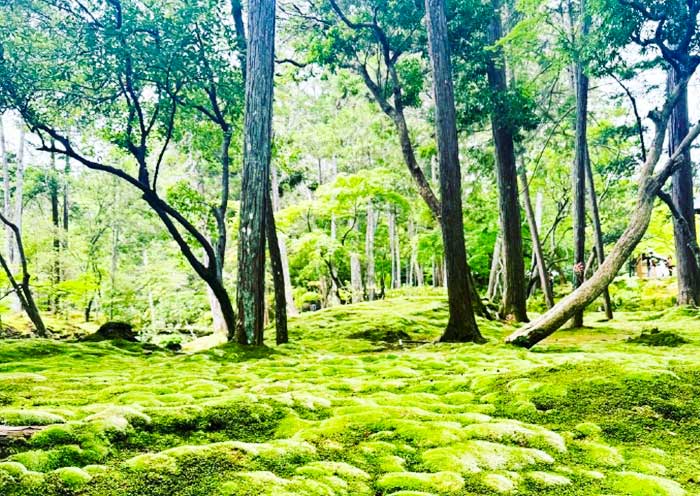 Saihoji Temple, Renowned for Its Stunning Moss Gardens