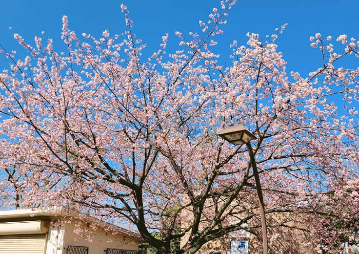 View Sakura in Hibiya Park