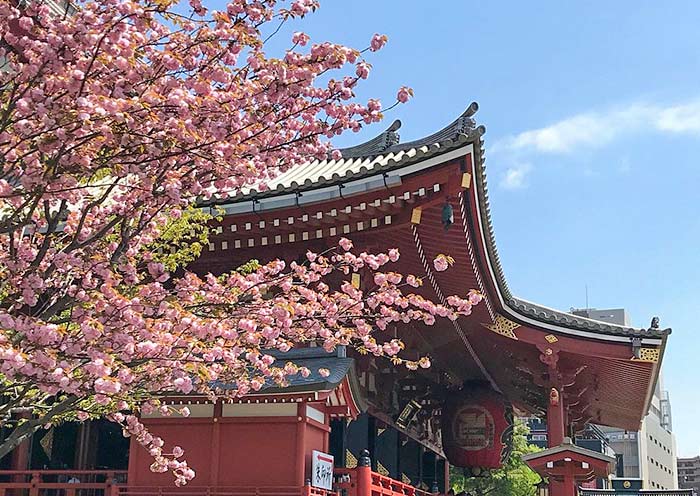 Sakura, Senso-ji Temple Sakura, Senso-ji Temple
