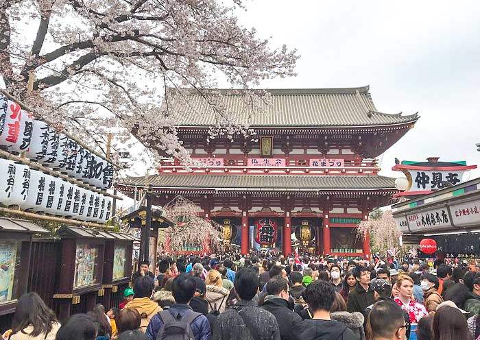 Sakura Season at Senso-ji Temple