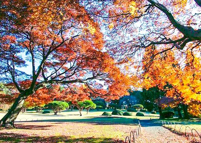 Shinjuku Gyoen National Garden