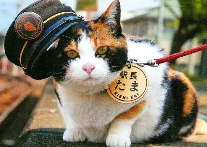 Tama Train for Cat Station Master,  Wakayama 