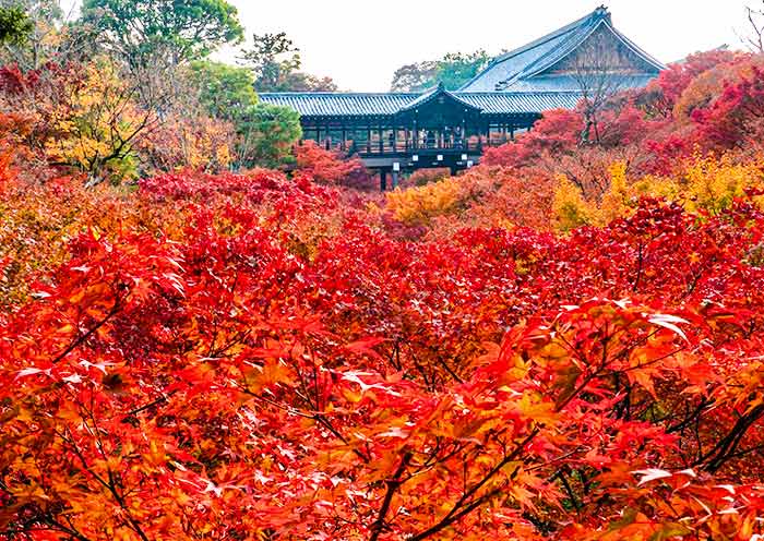 Tofukuji Temple Autumn foliage view from Iconic Bridge