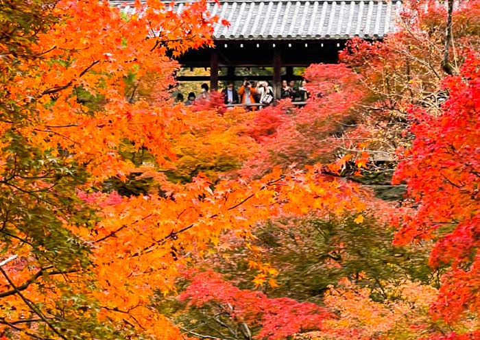 Autumn Foliage at Tofukuji Temple