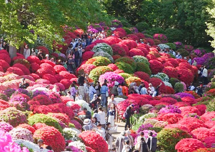 Nezu Shrine Azalea Festival