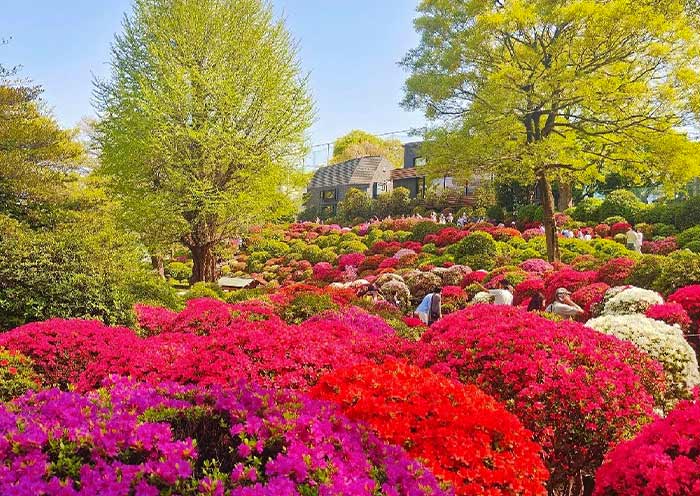 Nezu Shrine Azalea Festival
