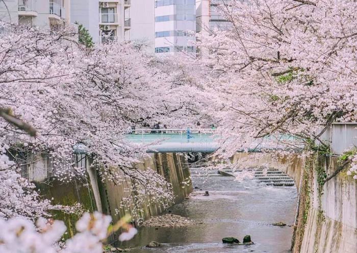 Tokyo Sakura around Omokage Bridge