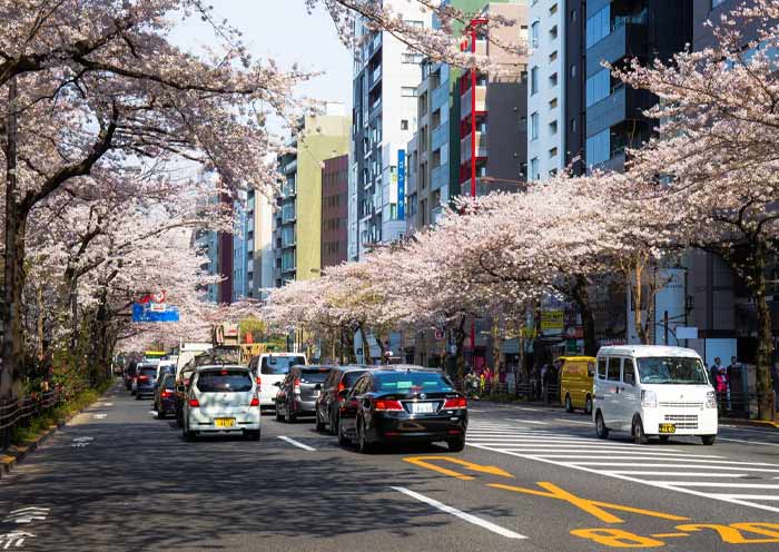 Tokyo Street in Cherry Blossom Season