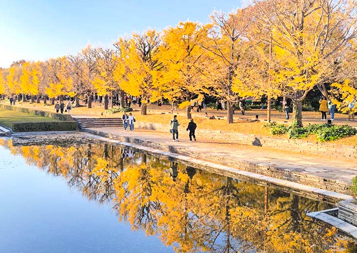 Tokyo Fall Colors