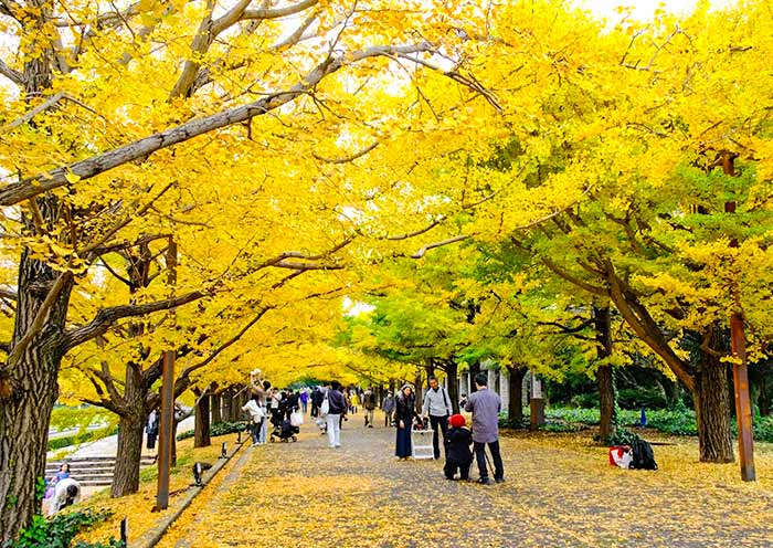 Tokyo Fall Colors