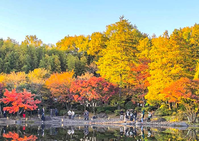 Tokyo Fall Colors