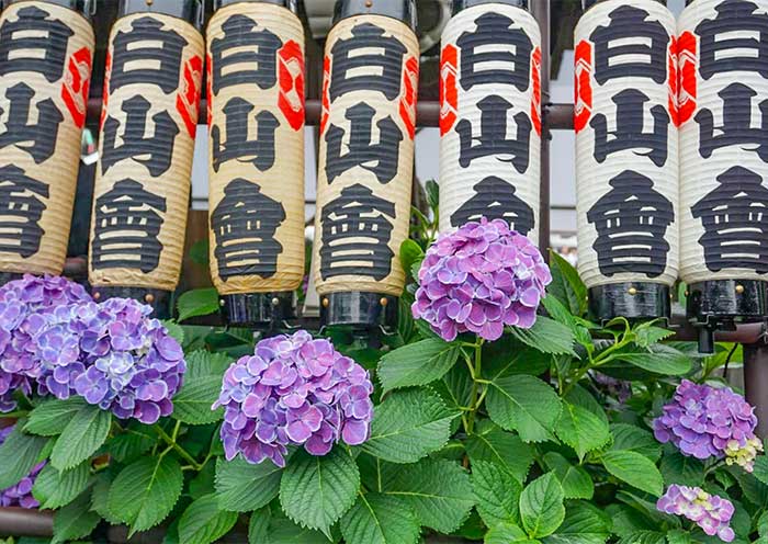 Hydrangea Festival in Tokyo