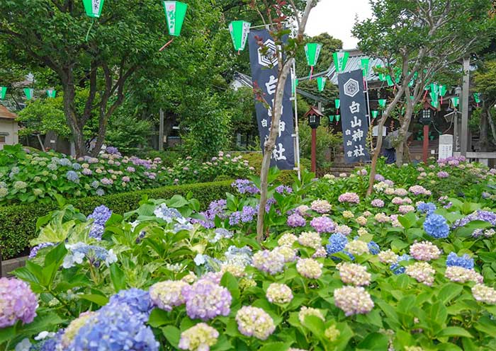 Hydrangea Festival in Tokyo