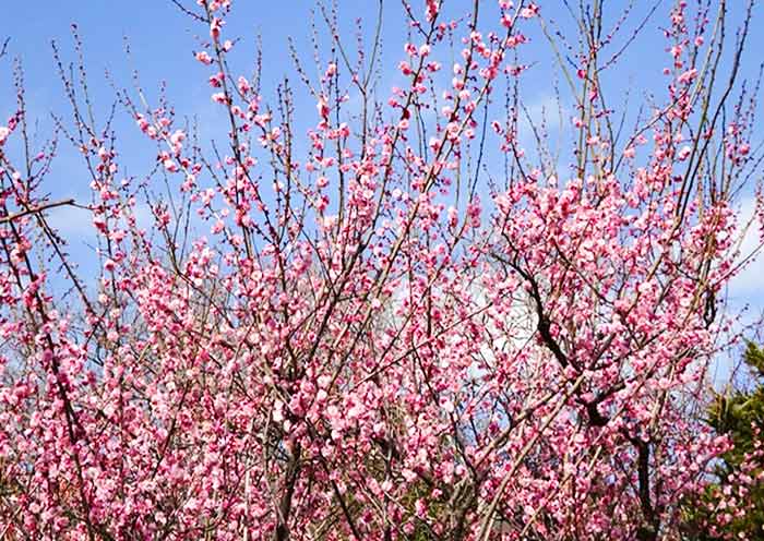 Tokyo Plum Blossoms
