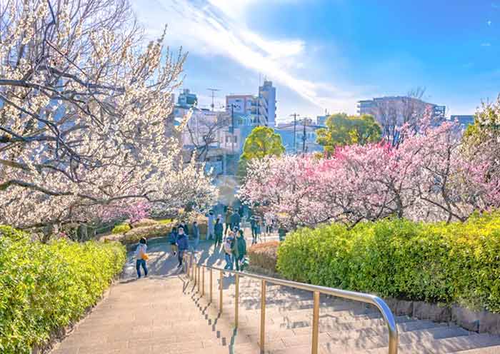 Tokyo Plum Blossoms