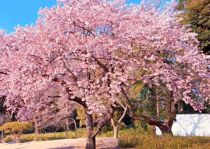 Tokyo Plum Blossoms