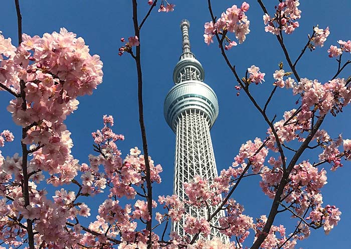 Tokyo Skytree with Sakura Tokyo Skytree with Sakura