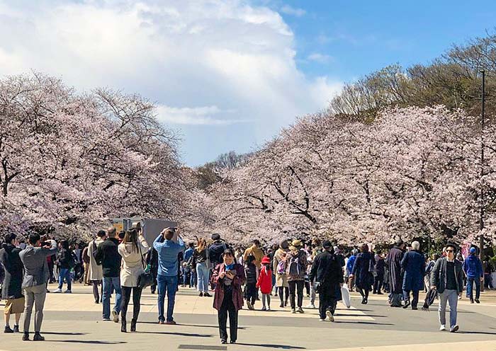 Sakura Season at Ueno Park