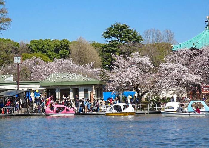 Sakura & Lake, Ueno Park