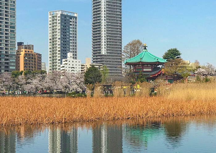 Spring at Ueno Park