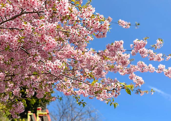 Beautiful Sakura