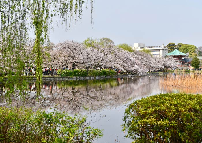 Tokyo Ueno Park cherry blossom
