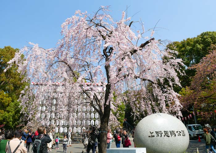 Tokyo Ueno Park in spring