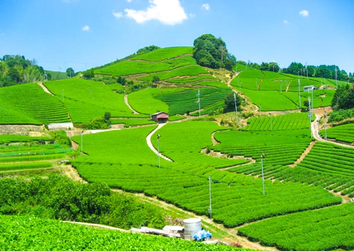 Uji Tea Field Uji Tea Field