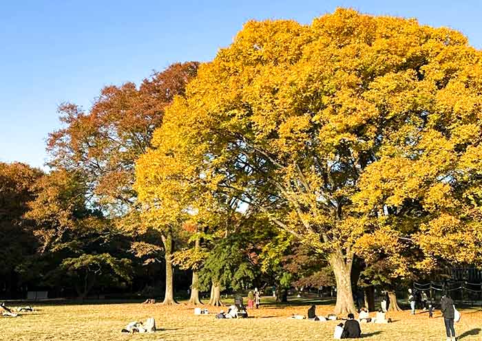 Yoyogi Park's Autumn Foliage