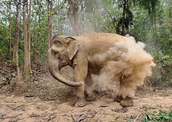 Alms Giving Ceremony, Luang Prabang