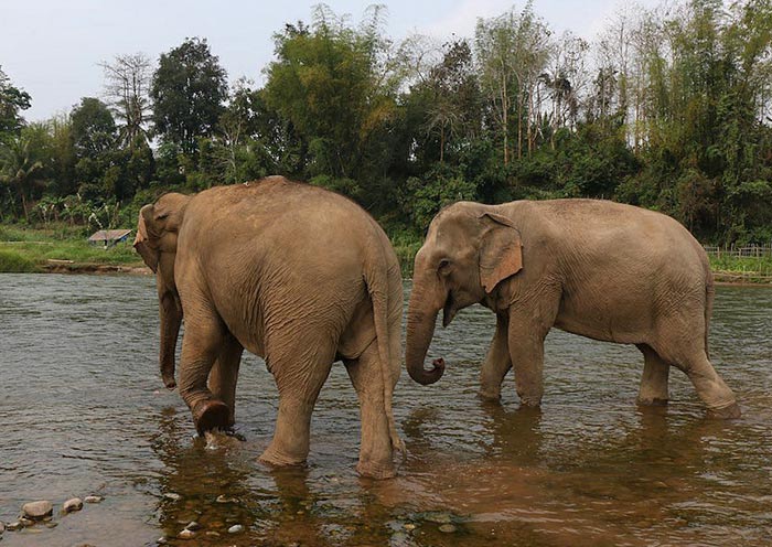Elephants Have Fun in  the River