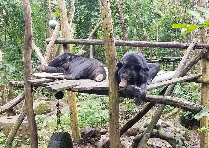 Tat Kuang Si Bear Rescue Centre