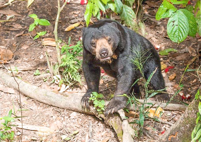  Bornean Sun Bear Conservation Centre