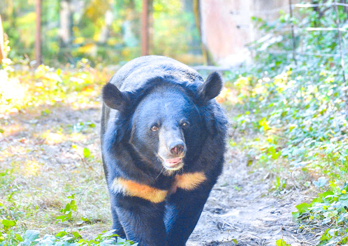  Bornean Sun Bear Conservation Centre
