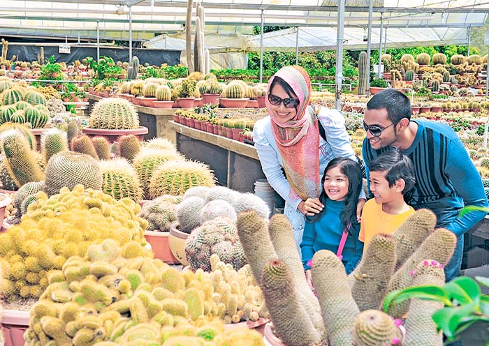Cactus Valley in Cameron Highlands