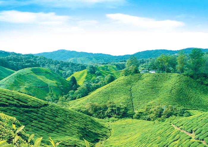 Cameron Highlands