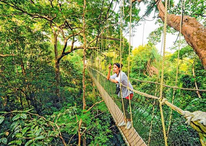 Canopy Walkway in Taman Negara 