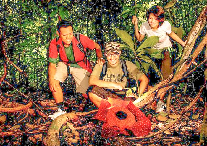 Night Jungle Walk in Taman Negara National Park