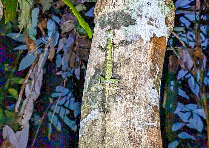 Night Jungle Walk in Taman Negara National Park