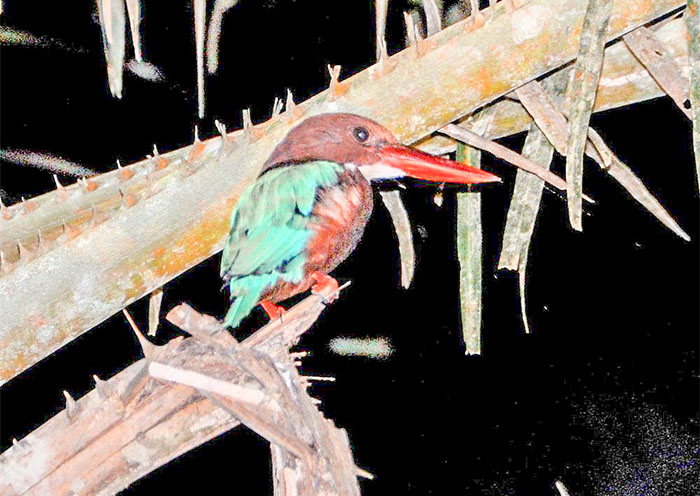 Night Jungle Walk in Taman Negara National Park