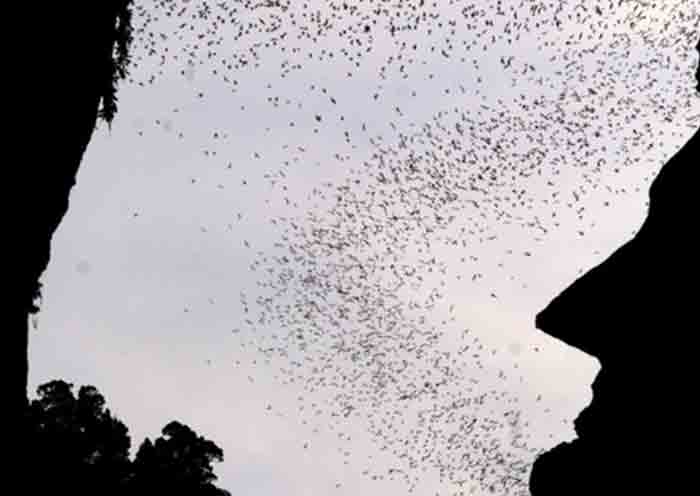Deer Cave in Gunung Mulu National Park