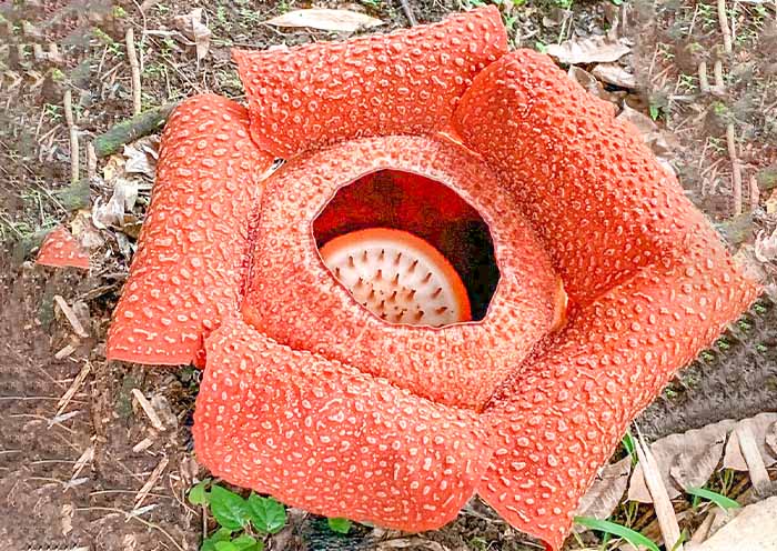 Kinabalu National Park